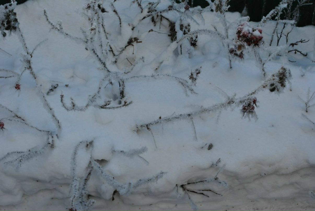 Елена Побиткова Валентиновна | Омск