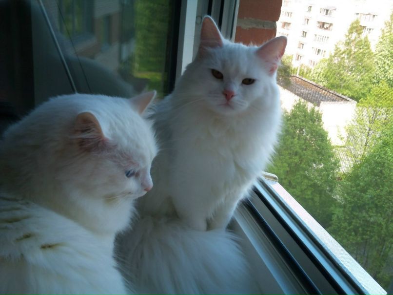 Стэллочка Станкониец | Санкт-Петербург