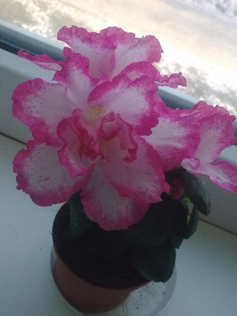 Марина Шолудько | Сумы