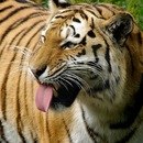 Юлия Асипович | 