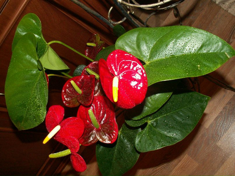 Ольга Сидорова | Коломна