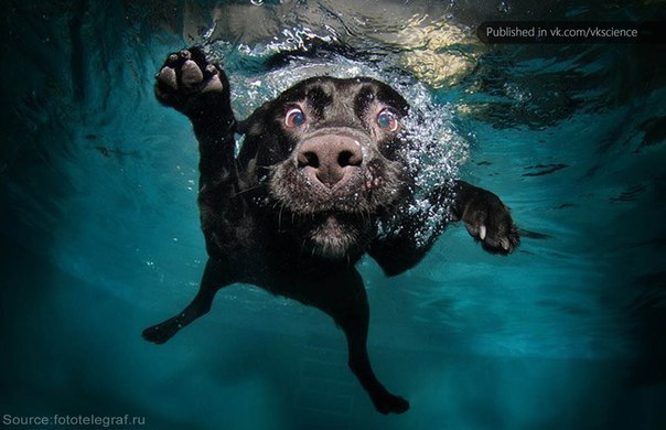 Диана Трилескис | Ставрополь