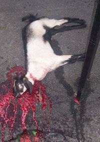 №139, Арсений Snake, 38 лет, Москва №139, Арсений Snake, 38 лет, Москва