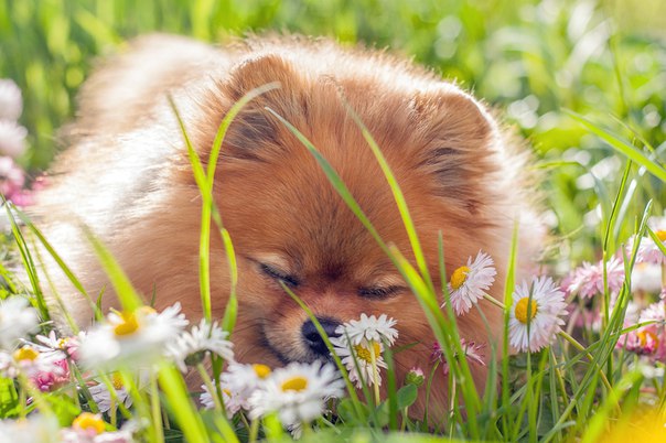 Вера Шпиц, Россия, Новосибирск