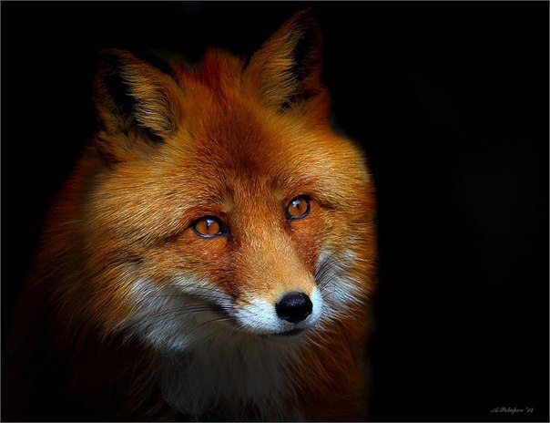 Игнат Ворошилов, Россия, Москва