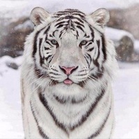 Владимир Кузнецов