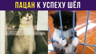 Приколы с котами. Пацан к успеху шёл | Мемозг #30