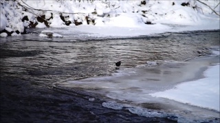 Оляпка в Белокурихе (Barnaul22)