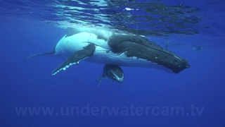A Whale Meditation - We Swim Together - shot in 4k