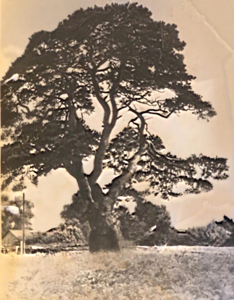 Опубликовано старинное фото сосны из Тверской области, участницы национального конкурса