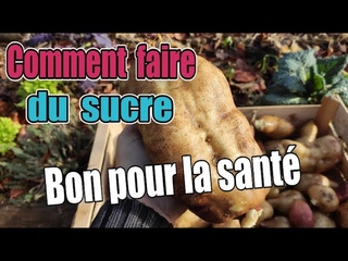 Comment produire un sucre bon pour la santé ( Sirop de poire de terre “Yacon“).