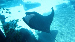 Mantas mirror test2