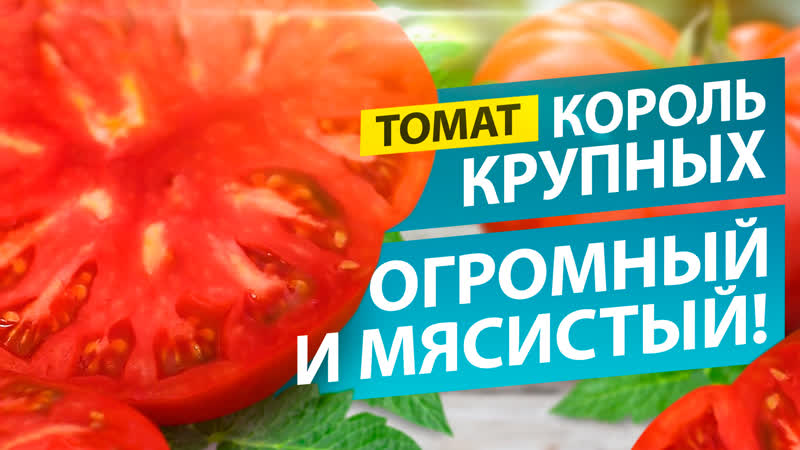 ОДИН ТОМАТ ЧАШКА САЛАТА СОРТ КОРОЛЬ
