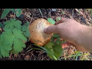 Маслята из лесу