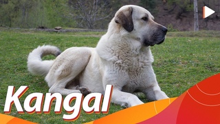 Kangal - O dono da mordida mais forte do mundo | Guia de Raças