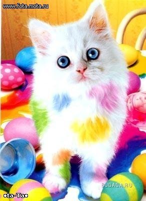 №21, Юлечка Лобан №21, Юлечка Лобан