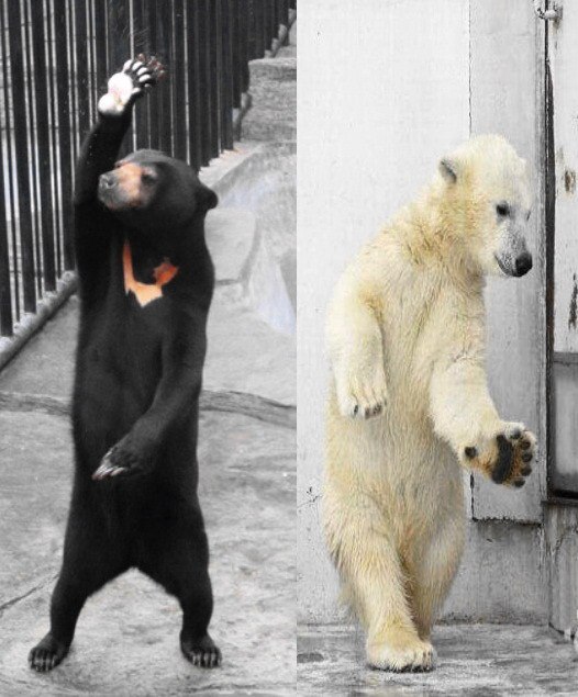 Иван Санин | 