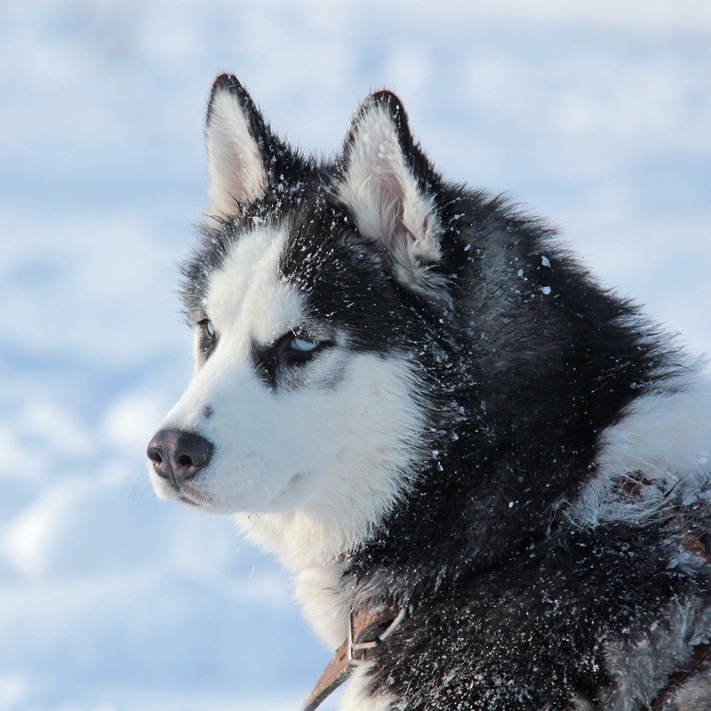 Егор Черкасов | Москва