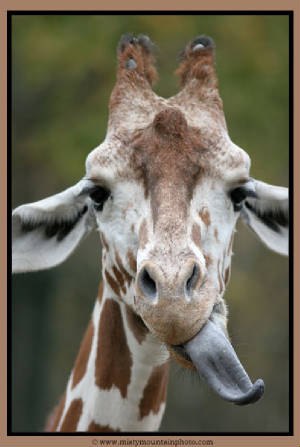 Дмитрий Солянов | Санкт-Петербург