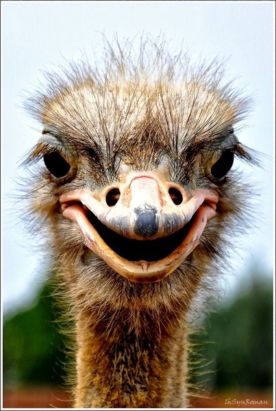 Светлана Гусева | Москва