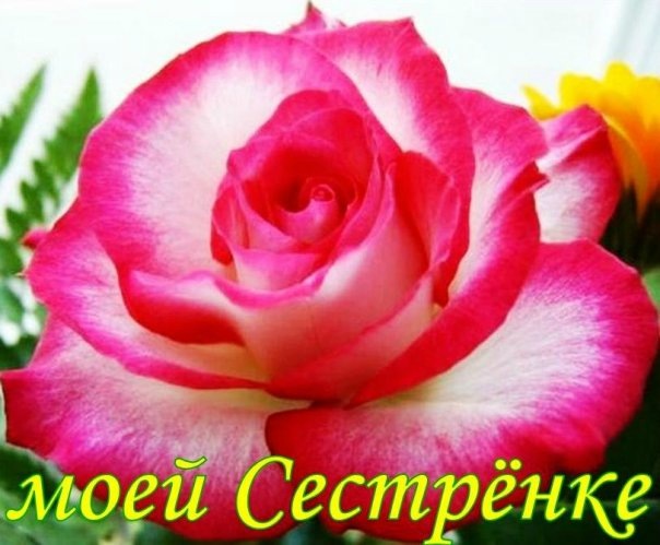 №12, Альфира Галина №12, Альфира Галина