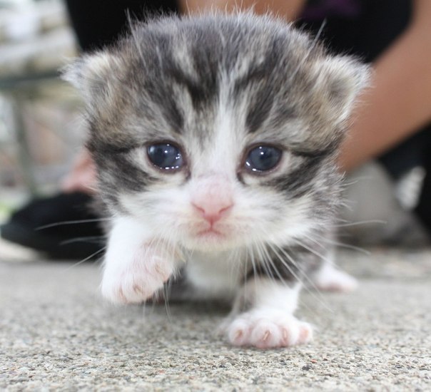 Маргарита Шабаль | 