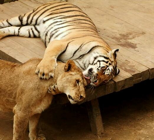 Виктория Серая | Киев