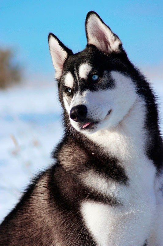 Maksym Spasybo | Киев