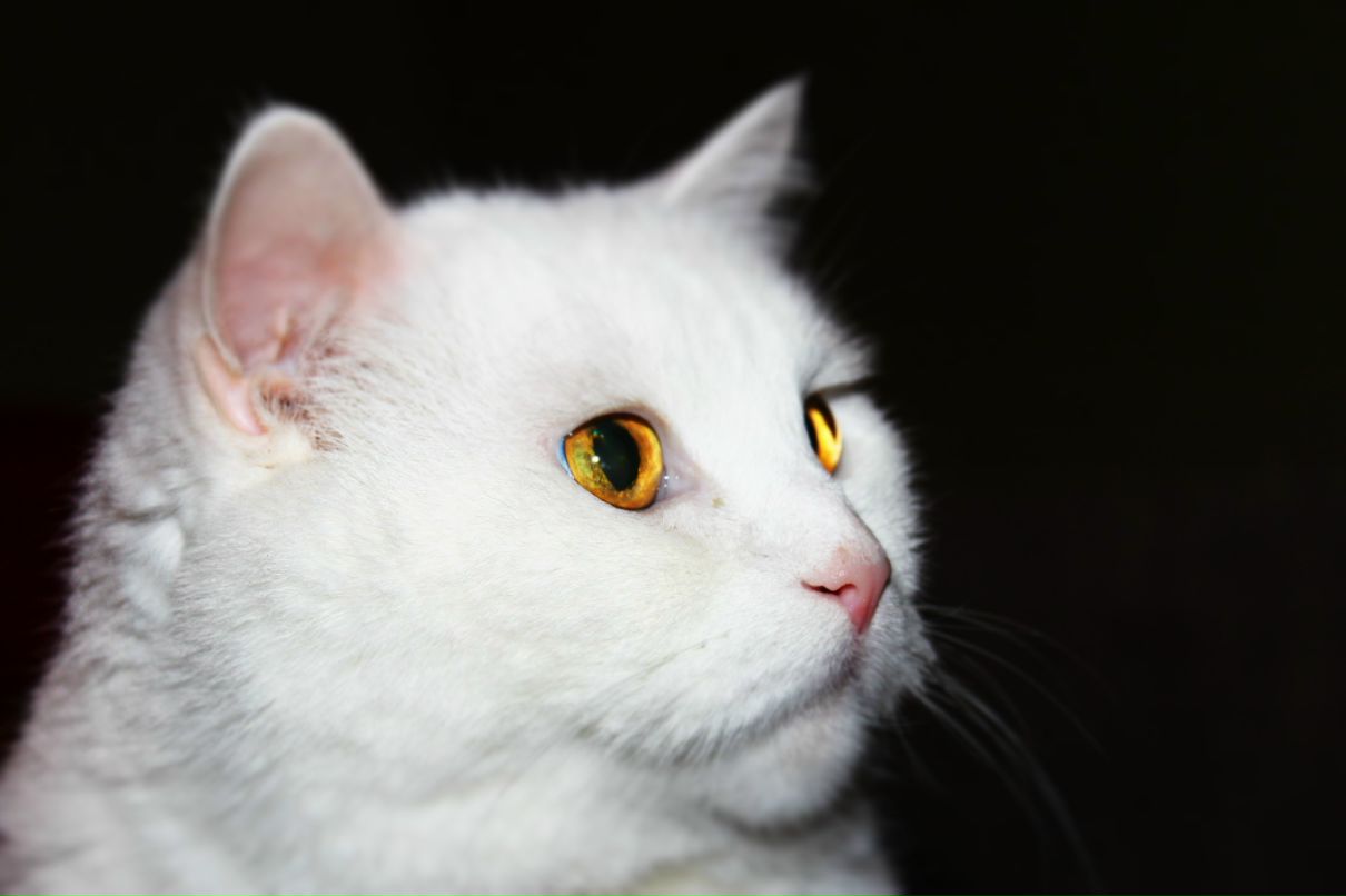 Илья Битков | 