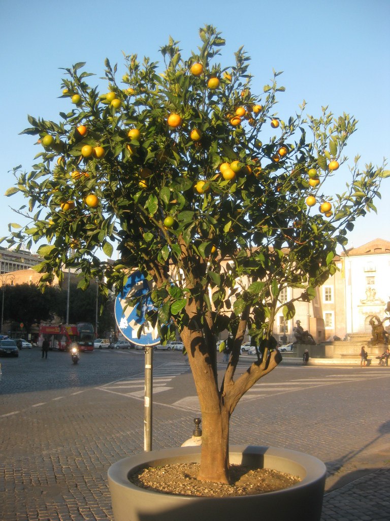 Петр Зелинский | Львов