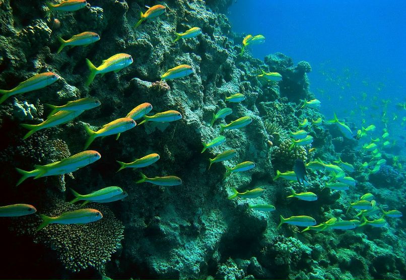 Александр Кирпичёнок | Санкт-Петербург