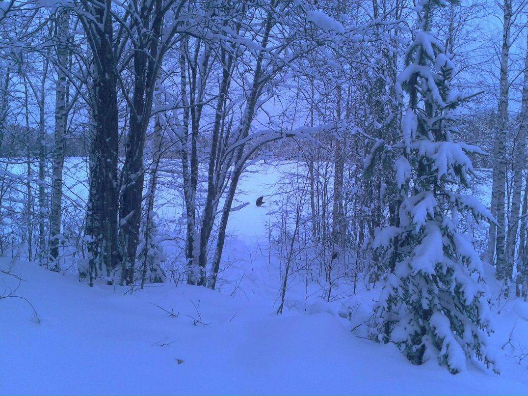 Сергей Глушко | 