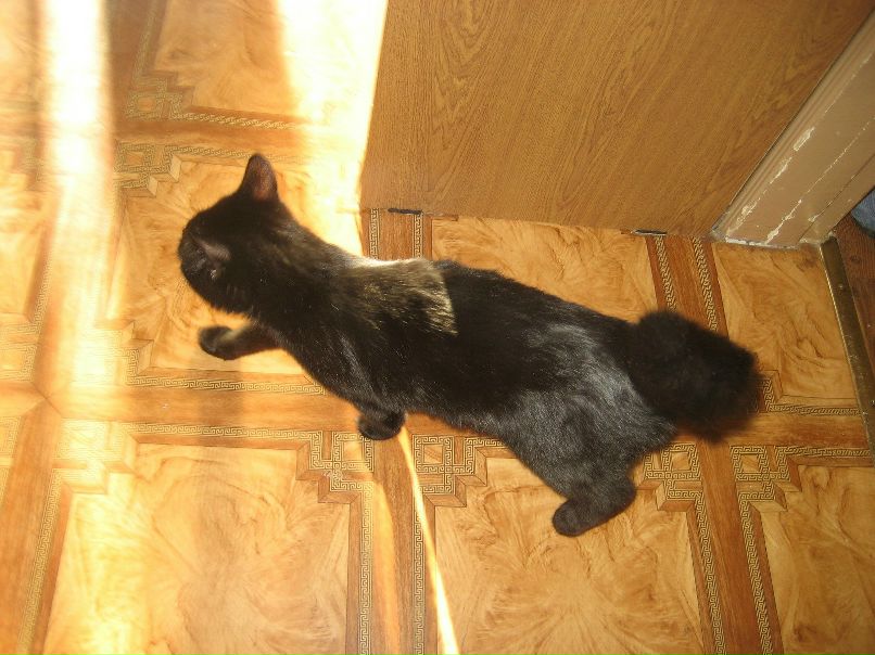 Дмитрий Силантьев | Королёв