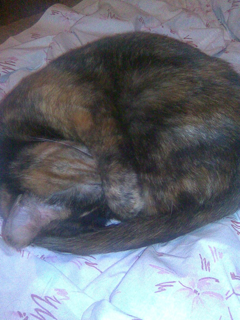 Андрей Кушнаренко | 