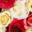 Елена Кондратенко | Антиповка