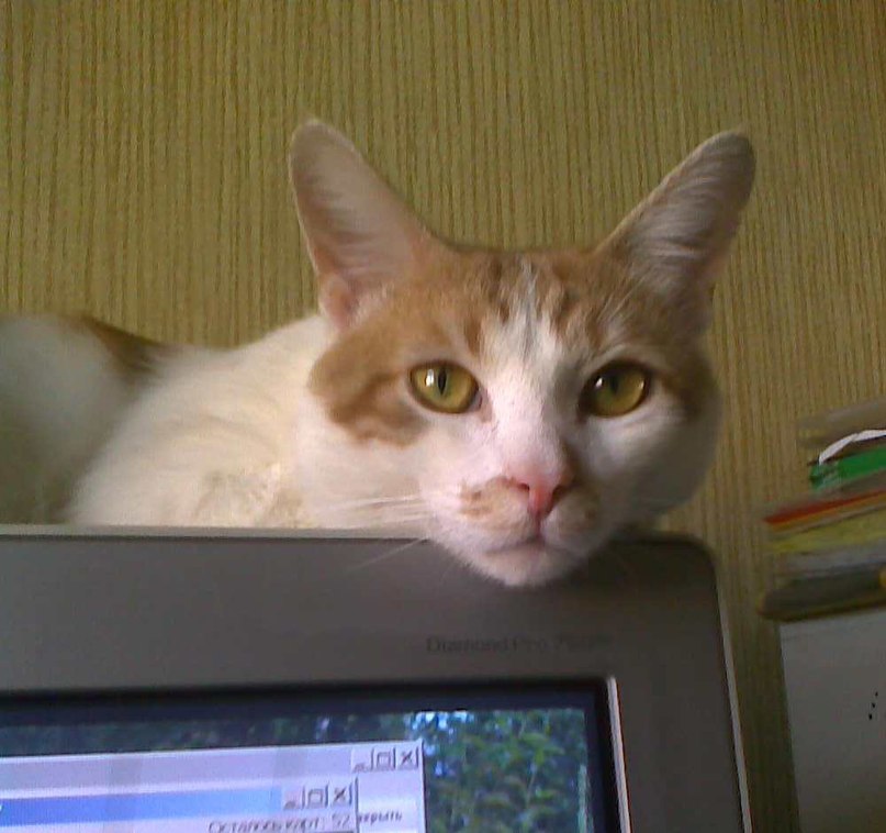 Елена Сорочинская Игоревна | Санкт-Петербург