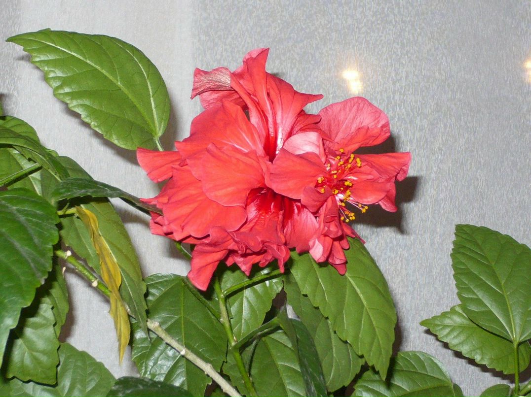 Галина Зайцева | Санкт-Петербург