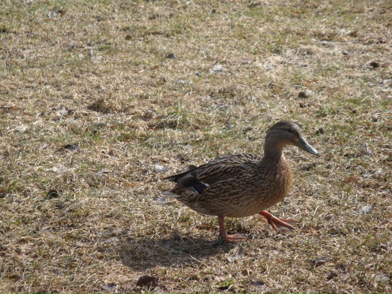 №77, Виктория Смирнова, 34 года, Санкт-Петербург №77, Виктория Смирнова, 34 года, Санкт-Петербург