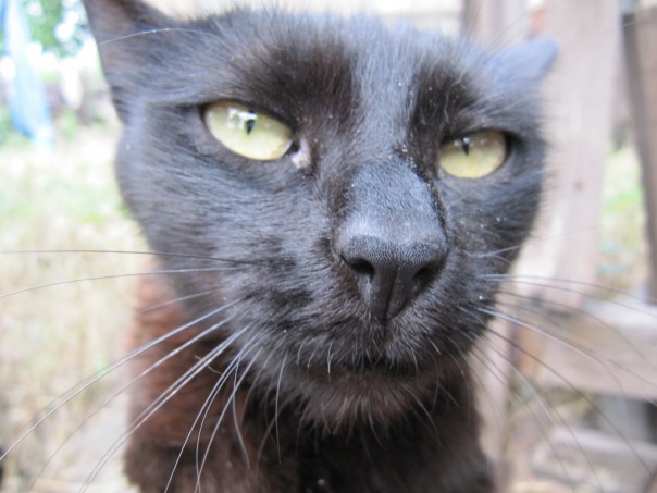 №45, Илья Иванников №45, Илья Иванников