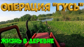 Операция ГУСЬ ! Взвесил индюшат. Жизнь в деревне