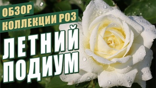 ЦВЕТЕНИЕ РОЗ ЖАРКИМ ИЮНЕМ. ОБЗОР СОРТОВ РОЗ.