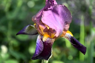 Песня лета отцветает.The beauty of flowers