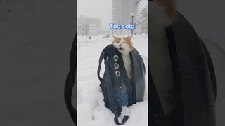 Its Cold #cat #funnyvideo #funny