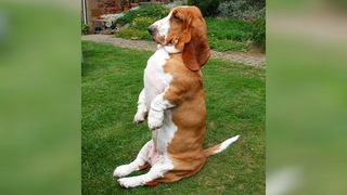 Hilarious DOGS will make all your STRESS GO AWAY!
