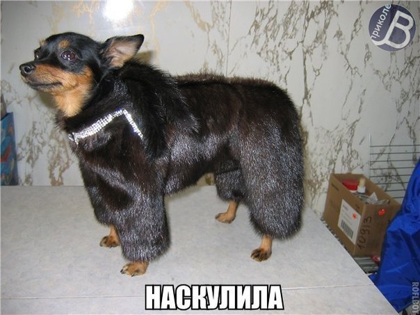 Алексей Голицын | San Pedro
