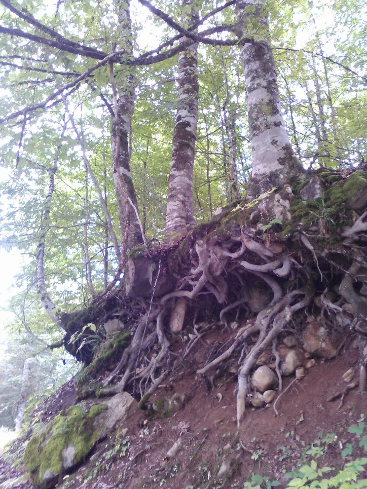 Вера Тушурашвили | Иваново