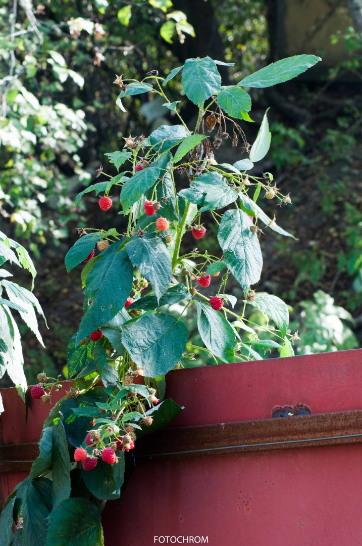 Сергей Добролюбов | Псебай