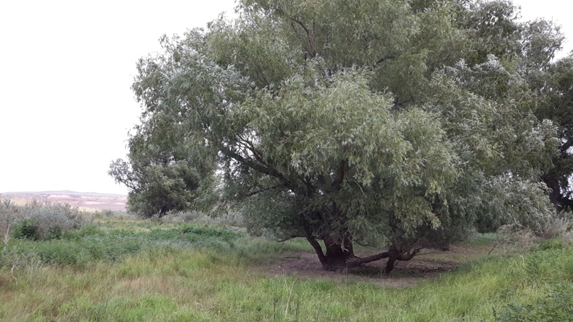 Матильда Карандашова | Санкт-Петербург