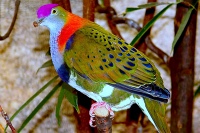 Новокаледонский пестрый голубь