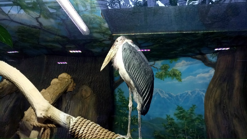 Константин Савельев | Москва